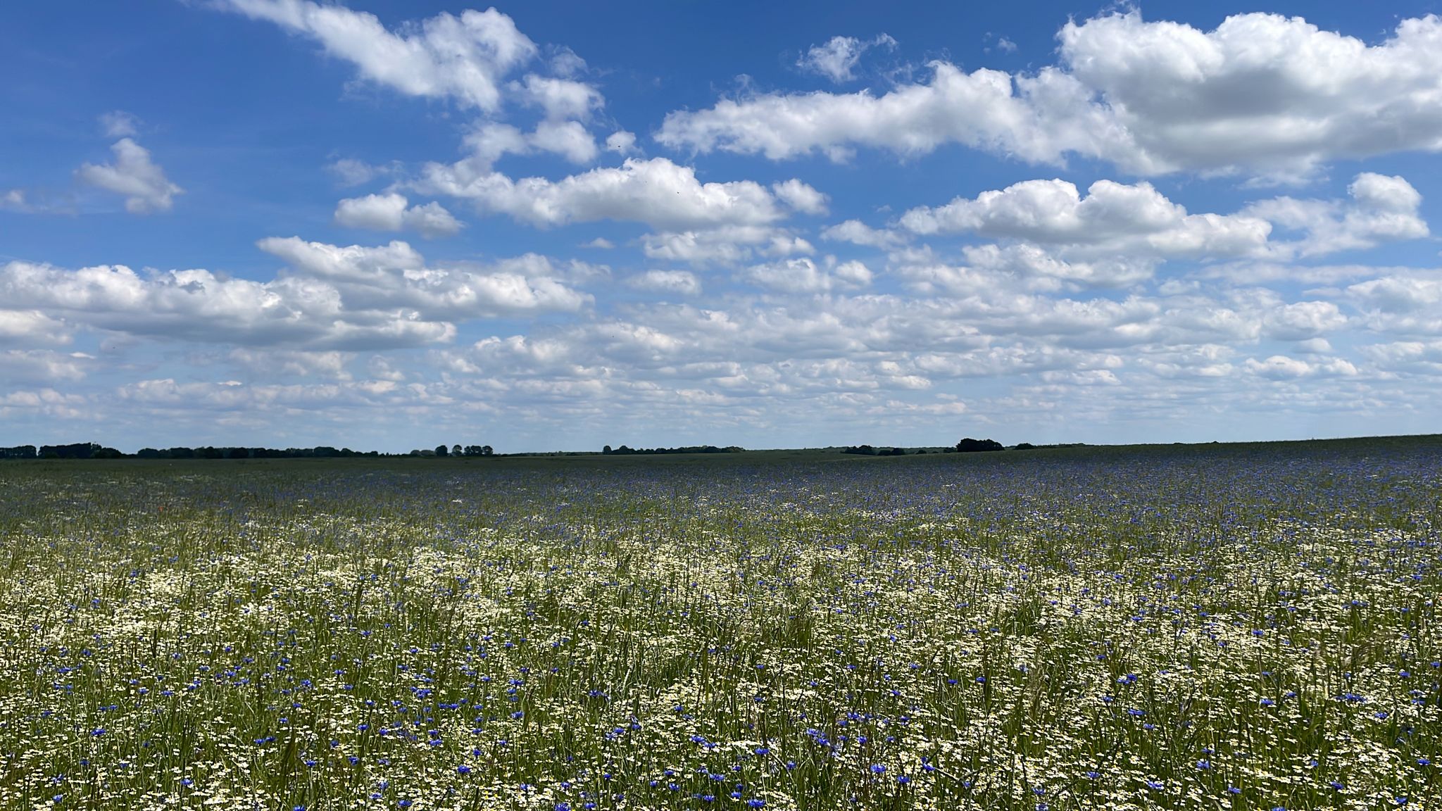 Bio-Honig aus der Region.